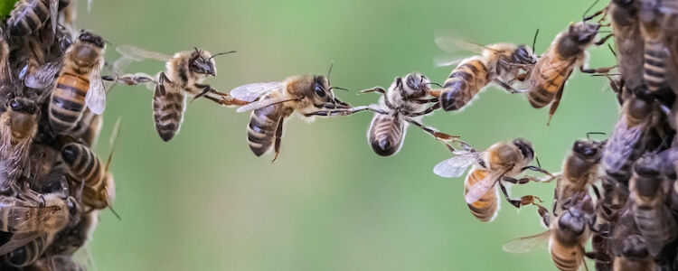 Bees Bridge Trust Cooperation Gap Teamwork Business Swarm