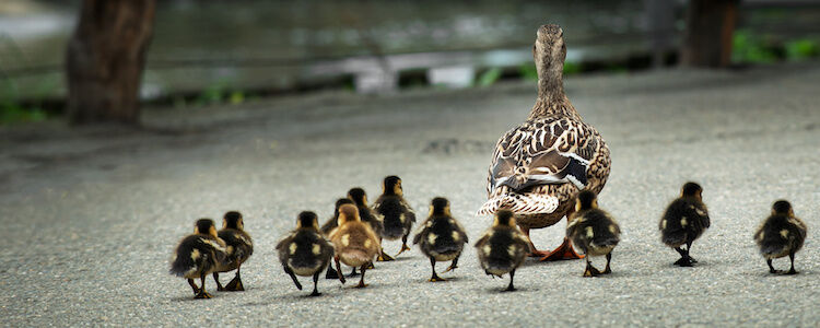 An adult wild duck is walking ahead, followed by her chicks and ducklings along the road.